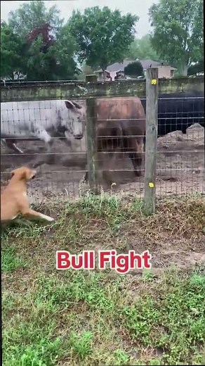 🐂Epic Bull Fight Chaos! Herd Joins the Battle🐂#Cow#Bull#CowHabitat
