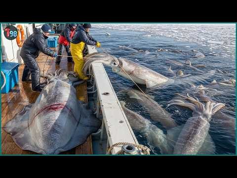 Japan’s Insane Fishing Scale – 8,300 Tons of Seafood Pulled from the Ocean Every Day