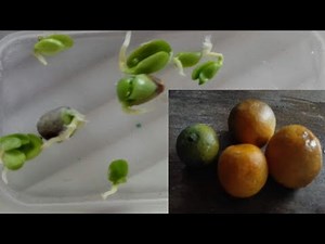 How seed germination on paper towel /Calamansi planting on garden soil