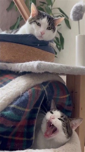 Funniest CATs Clips [Vol.183]. \😅/ Die Lustigsten Katzen Videos (2026).