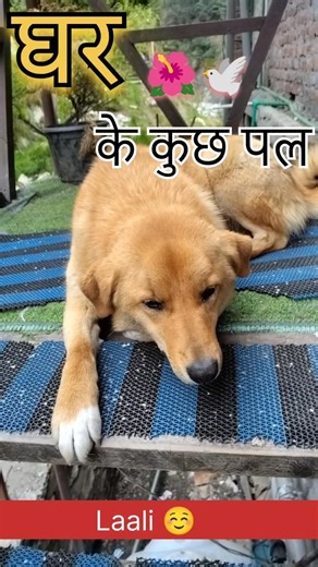 ghar ke kuch pal #himachalpradesh #viralvideo #minivlog #mountains #kullu #jibhi