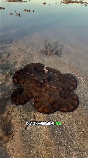 章魚的秘密！ #科普 #動物世界 #章魚