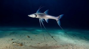 Bathypterois Grallator (The Tripod Fish) | Documentary
