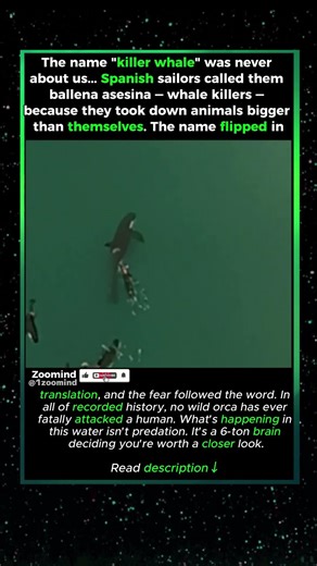 She Was Never Hunting You #wildlife #orca #killerwhale #ocean #animals #viral #shorts #animalfacts