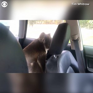 4K views · 29 reactions | ONLY IN AUSTRALIA: What would you do if you found a koala inside your car? That’s exactly what happened to a man in South Australia on Monday. Listen to how Tim Whitrow tried to reason with the koala. | WTVY News 4 | Facebook
