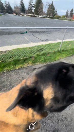 Working on a heel then waiting while I continue walking forward. | Southern Oregon Dog Training