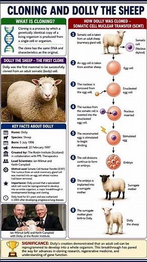 Dolly the sheep made by cloning first time