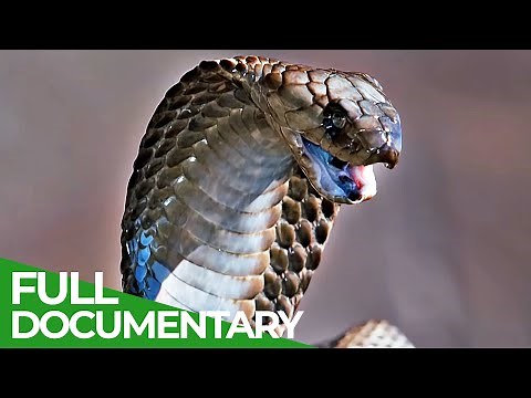Spits & Stings | Animal Armory | Episode 5 | Free Documentary Nature