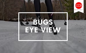 Exploring The World From A Bug's Eye View