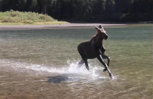 For #moosemonday, here is a video of a young moose peeing, prancing, shaking and running around. I filmed this video in early September at Fishercap Lake, Montana. #moose #wildlifephotography | Mike’s photos and videos of beavers