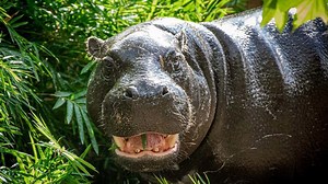 Hippo-awesome-mus! Houston Zoo adds adorable pygmy hippo to family
