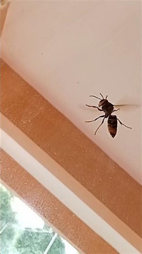 Bees flapping their wings insect animals so cute. #bee, #insects, #animals, #cute, #nature