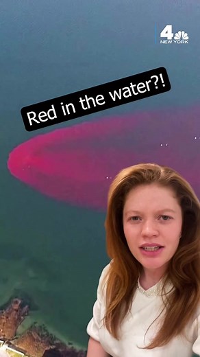 Red Water Study in Oyster Bay: Protecting Shellfish Health