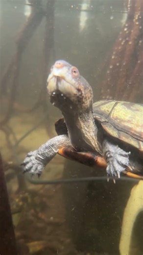 Feeding time for our Red-cheeked Mud Turtle #Turtle #Reptile #ReptileFood