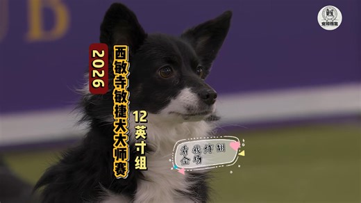 2026新一届“边牧欺负狗大赛”Nimble王者归来炸翻全场。宝子们！下饭视频又来了