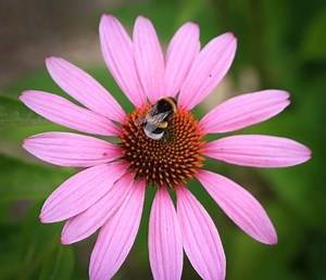 Bumblebees have learnt to read simple Morse code