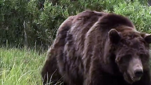 Best Documentary of All Time The Most Extreme Predators - Animals National Geographic Wild