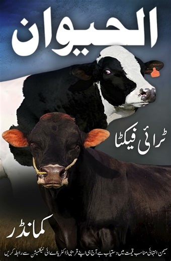 Alhaiwan Trifecta & Commander Bull #shorts #bull