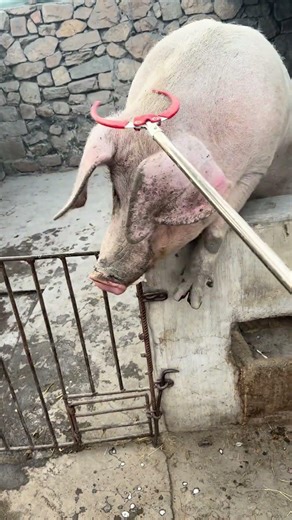 4 Effective Methods to Raise Pigs for High Farmhouse Profitability