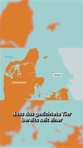 Shock off the coast of Denmark: Evidence is mounting – is it “Timmy”? #shorts