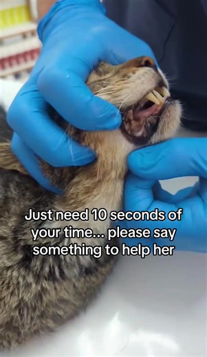I noticed her quietly struggling to eat… 💔 What I first thought was shyness was actually pain — a severe mouth infection and rotting teeth had been hurting her for who knows how long. I couldn’t just watch and walk away, so she is now safe at the clinic getting the care she desperately needs. 🙏 Please stay with her in spirit — drop a heart, say a prayer, or send her your love as she fights to feel better again. 💚