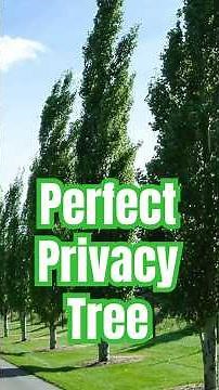 Swedish Columnar Aspen | Tall, Narrow Showstopper