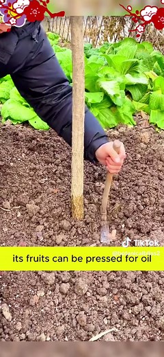 Snow willow #botanicalbliss #tiktokshop #viral2025 #reelsusa #snowwillow #willowtree