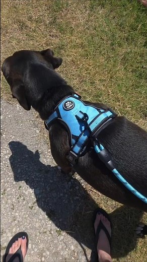The No-Pull Dog Harness Set For Dog Walking and Car Rides #dogs #harness