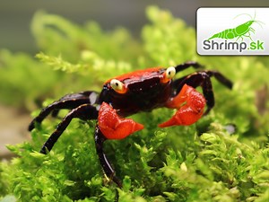 Krab Red Devil - Geosesarma Hagen