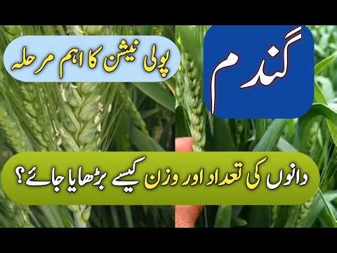 🌾 Precautions at Pollination Stage of Wheat | Increase Grain Number & Weight in Wheat Spike -70 mond