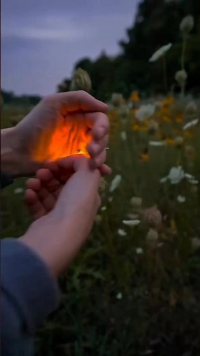 The Secret Behind Fireflies' Magical Light!