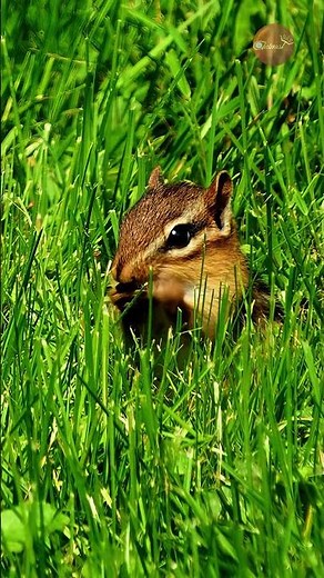 Hidden in the Green: The Cutest Little Forager You'll See Today