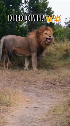 WOUNDED BUT NOT DEFEATED: Injured King Oloimina Defends His Territory! 🦁🩹👑 #shoets #lion #oloimina
