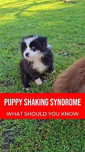 3.9K views · 14 reactions | Shaky Puppy Syndrome, also known as...