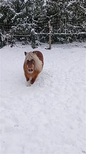 Pony Maja genießt den Schnee bei Omas Ponyhof
