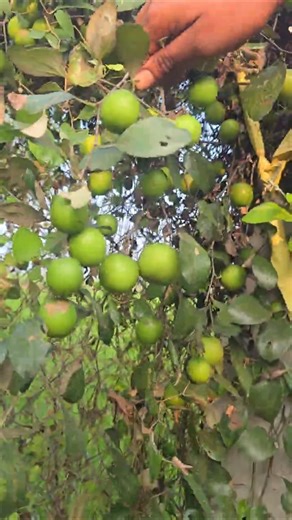 మా రేగుకాయ చెట్టుకు కాయలు కుళ్ళిపోతున్నాయి🌳 || ఈ కాయలు గ్రీన్ ఆపిల్ లాగా ఉంటాయి😍