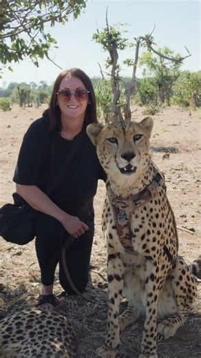 Walking with cheetahs🐆 in Vic falls Zimbabwe #cheetah #zimbabwe #africa #wildlife #victoriafalls