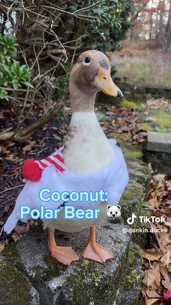 Which duck costume is your favorite? 🥑 🎃 🐤 🦈 🐞 #HalloweenCostume #PetCostume #Halloween #DunkinDucks #Ducks #PetDucks #PetsOfTiktok