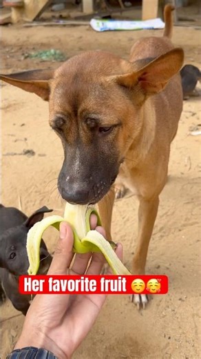 Her favorite fruit #dog #puppy #shorts
