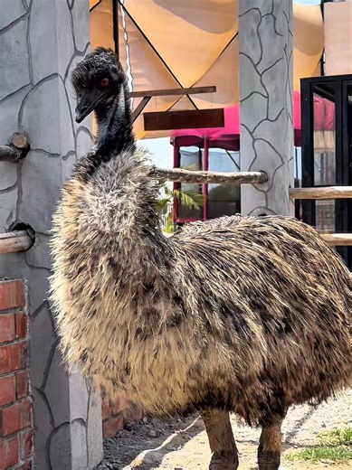 Conoce al ave más grandel mundo, después del avestruz 👆✨️ El Emú, llego a nuestra Granja interactiva y ahora podrás conocer esta preciosa ave 🤗🤗 #viral #fyp #huaral #parati #granja