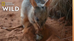 Bilby conservation at the Taronga Zoo