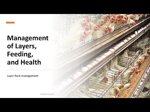 Management of layers, feeding, and health management | Poultry Production | Teacher Hazel
