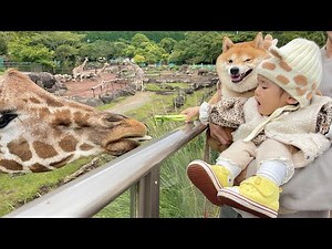 種族を超えてどんな動物とも仲良くなってしまう豆柴とゴールデンレトリバーと1歳児