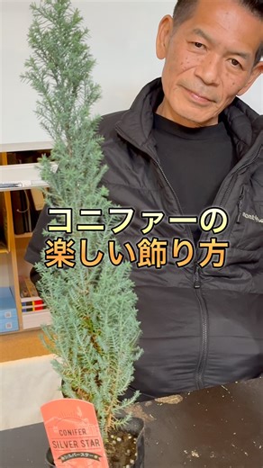[Conifer] Great for planting and Christmas #Conifer