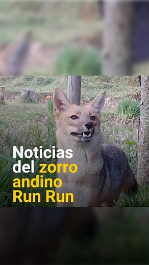 ¿Qué es de la vida de Run Run?🦊 El popular zorro andino cumplió un año en el zoológico de la granja Porcón, ubicado a 25 kilómetros de la ciudad de Cajamarca. El zorrito andino Run Run fue vendido cuando era una cría y fue criado como un perro. En noviembre de 2021 se conoció de su presencia en el asentamiento humano Sol Naciente del distrito de Comas. #zorroandino #serfor #zorrorunrun | Diario El Peruano