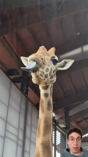 Ya nadie piensa en las jirafas? #animales #jirafa #animals #sad #humor #curiosidades #curosity