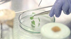 Cloning of the plants in a Petri dish. Microclonal reproduction of grapes. Method of apical meristems.