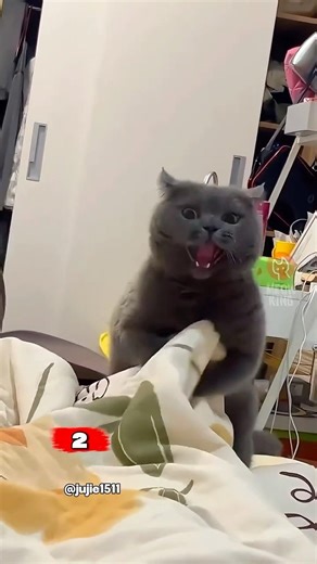 Why Cats Hate Humans