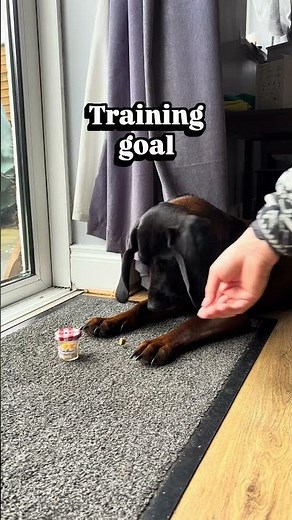 Beginner scent games for your dog