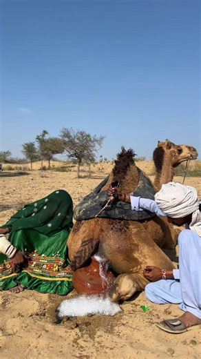 الجمل حيوان، ولا يعرف ما هي اليوغا، لكن محاولته لممارستها كلفته غاليا.